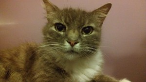 The cat is asking for you.