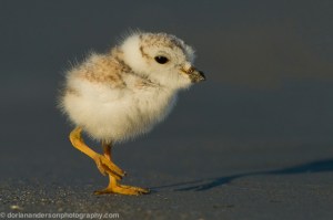 piping-plover