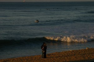 dolphins