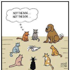 NotTheDog