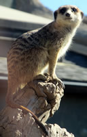 Meerkat