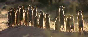 Meerkats