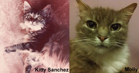 Kitty Sanchez vs Molly