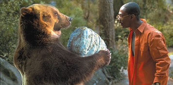 bear
