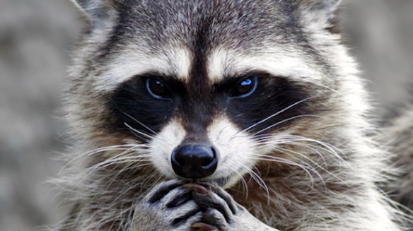 evil-raccoon