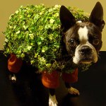 chia-pet-b