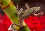 aquarium frog