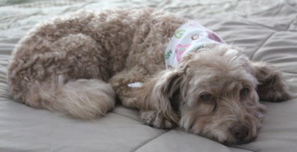 Sam Dog