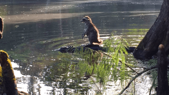 Raccoon-on-alligator