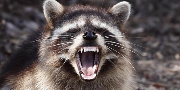 mean-raccoon