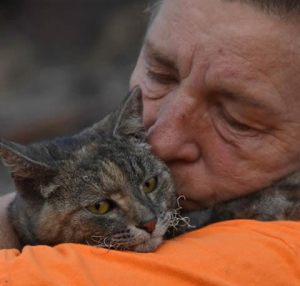 cat