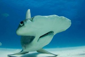 hammerhead