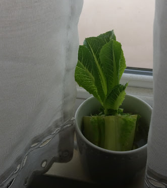 lettuce