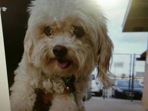 Lost puppy