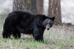 Black Bear