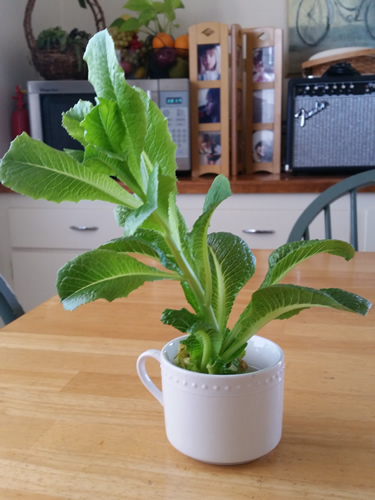 lettuce progressing