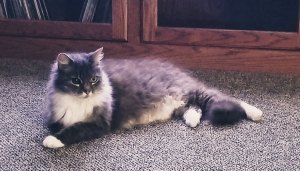 cat lounging