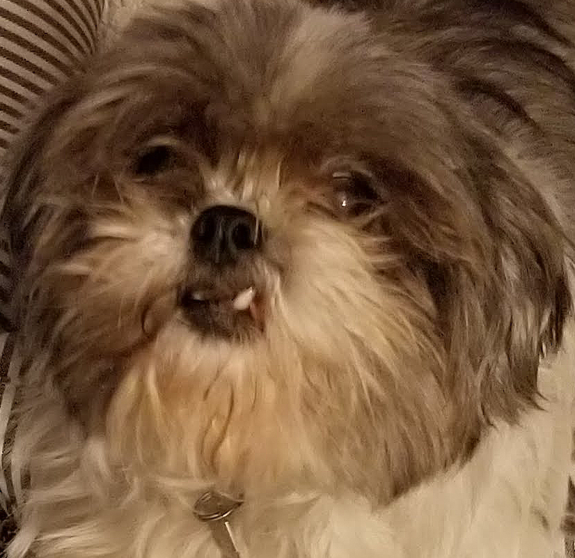snaggle tooth dog