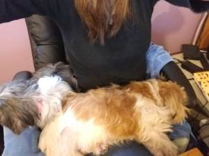 dogs on lap
