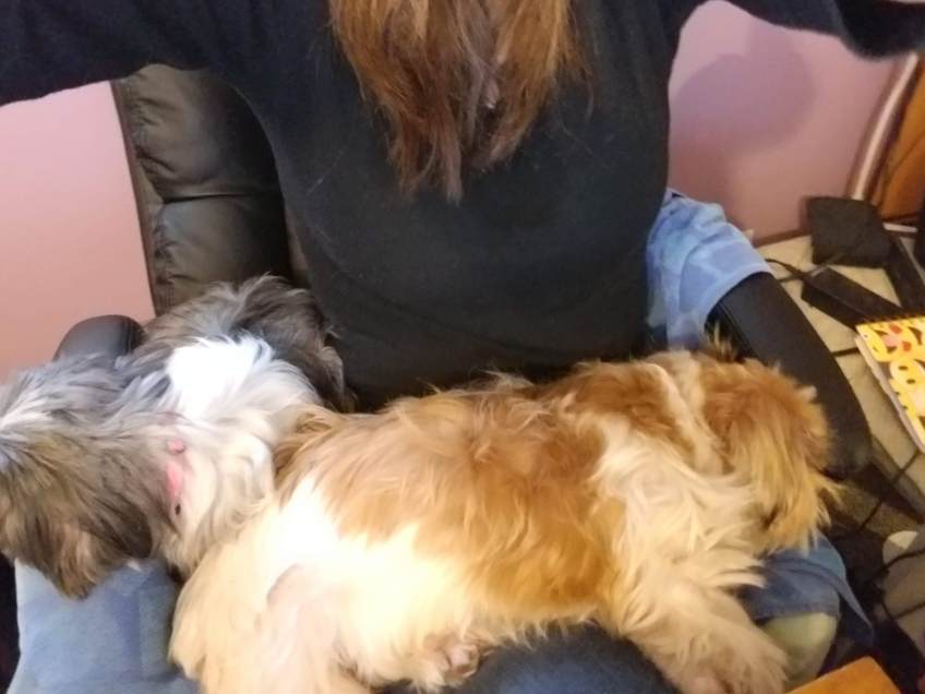 dogs on lap