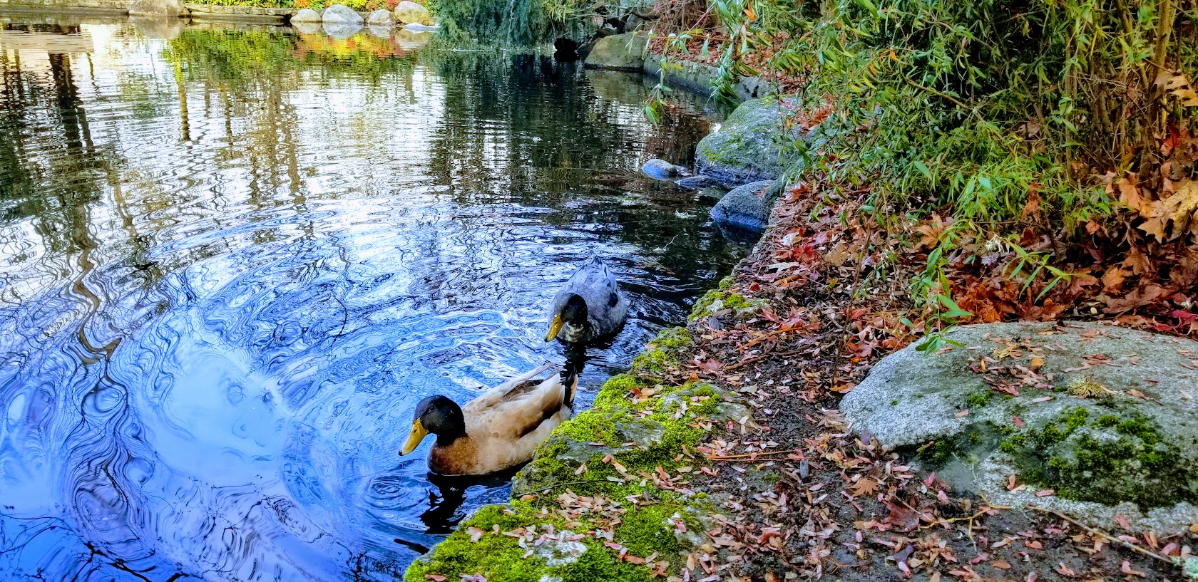 ducks in pond