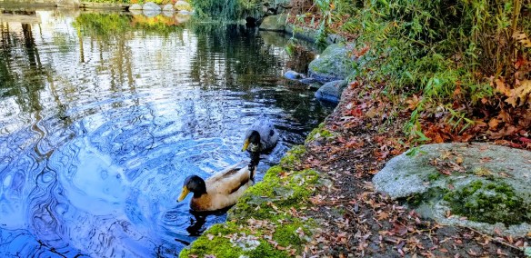 ducks in pond