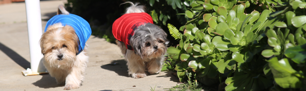 dogs wearing raincoats