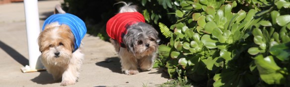 dogs wearing raincoats