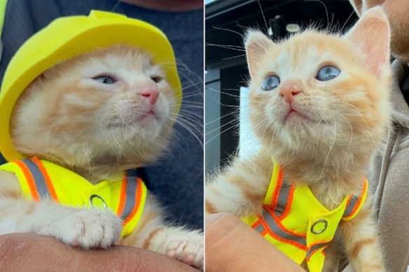 photo of construction crew kitten wearing hard hat