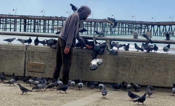 Man feeding birds on promenade in Ventura