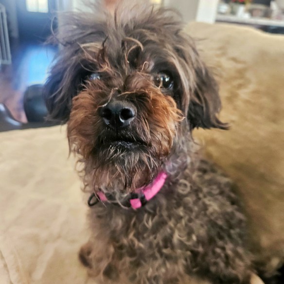 photo of dog