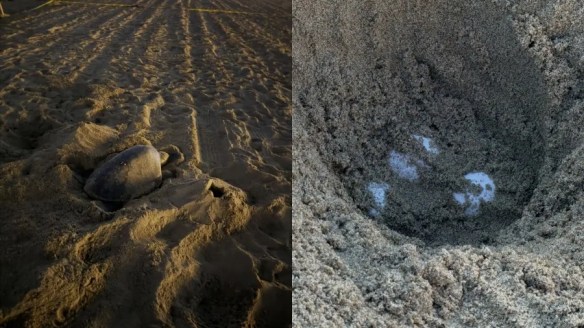 photo of sea turtle eggs
