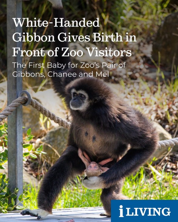 Gibbon walking with new born