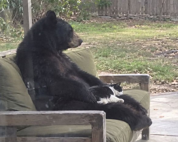 photo of bear with cat on its lap